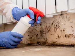 Environmental Consulting for Mold Prevention in Wauconda, IL